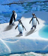 Falkland Islands