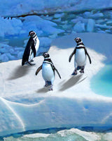 Falkland Islands