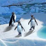 Falkland Islands