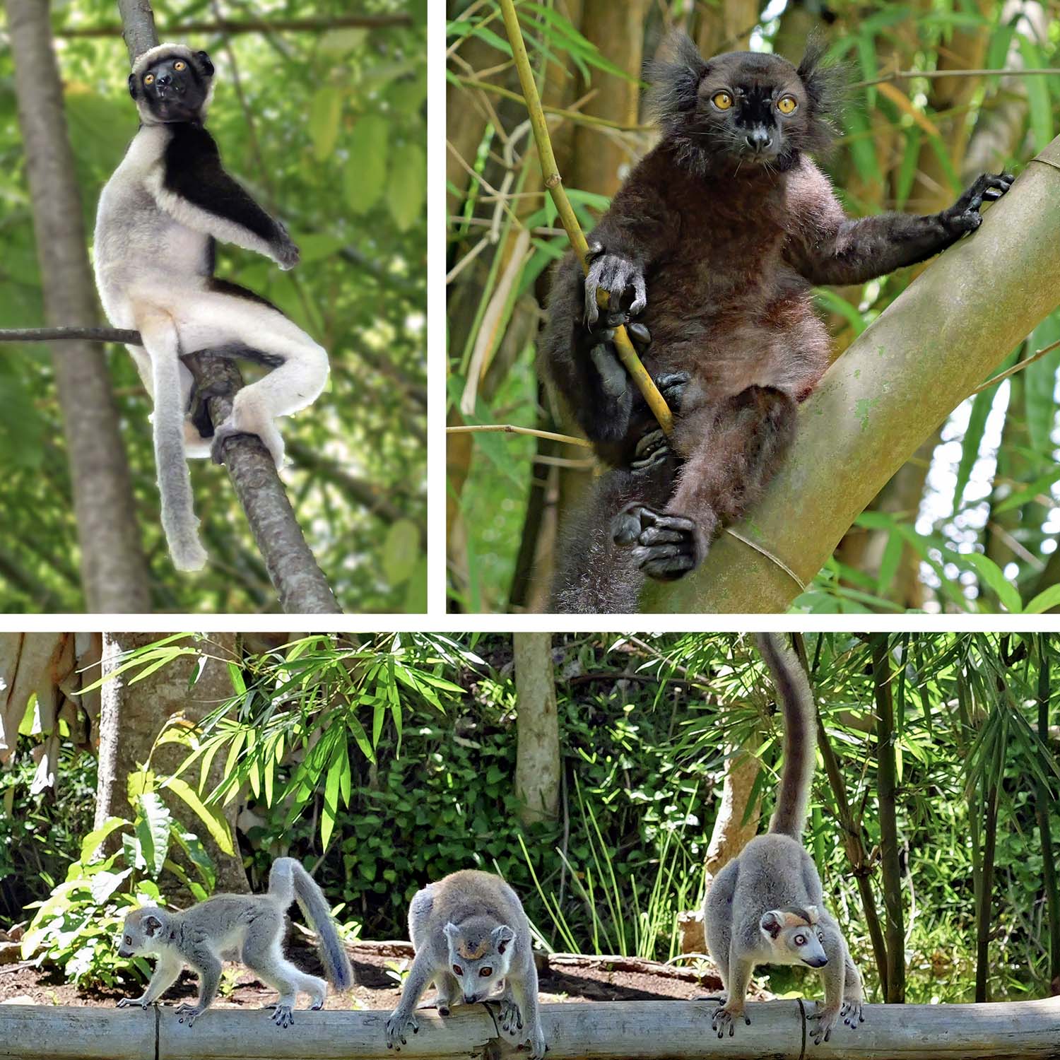 Madagascar