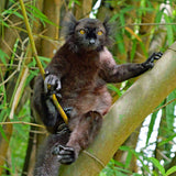 Madagascar