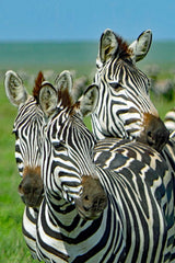 Tanzania