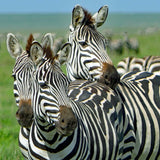 Tanzania