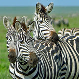Tanzania