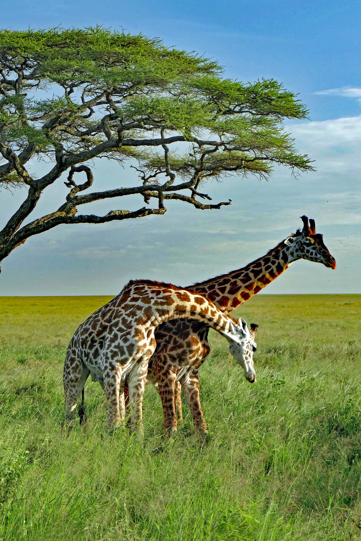 Tanzania
