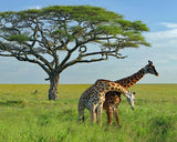 Tanzania