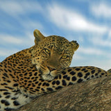 Tanzania
